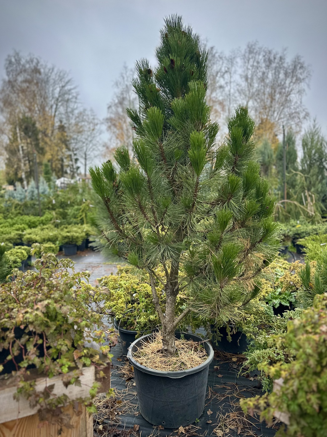 Сосна черная `Пирамидалис` `Pyramidalis`