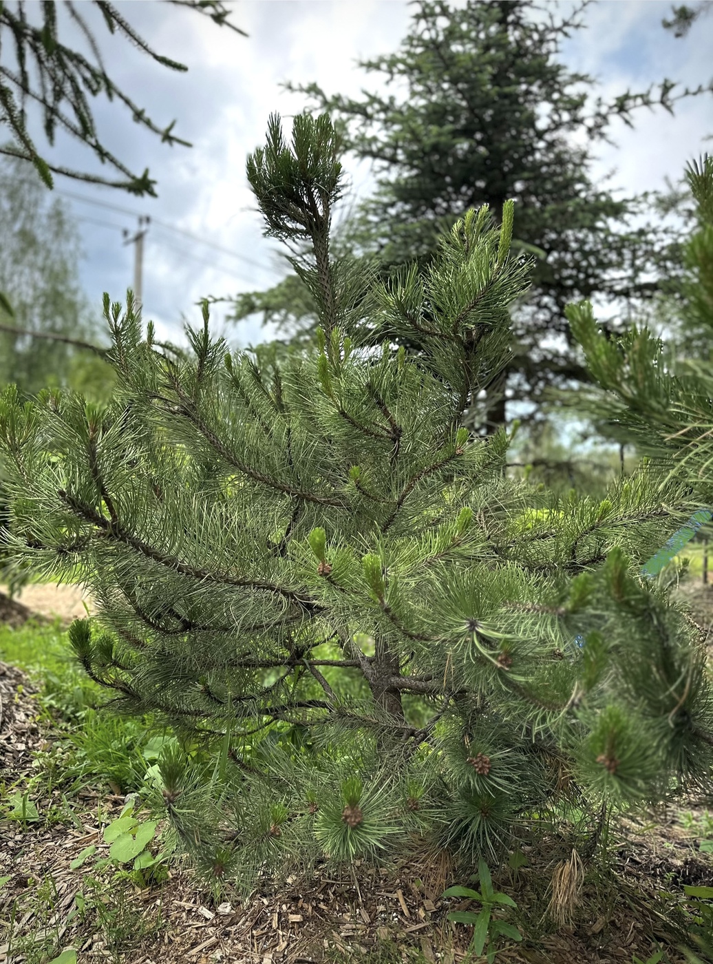 Сосна черная