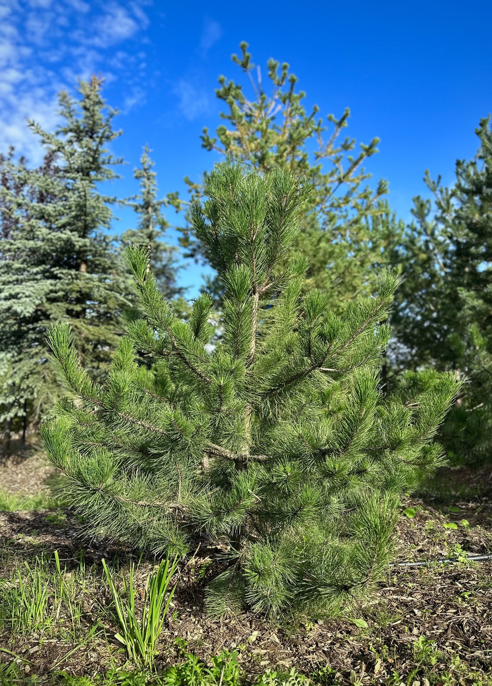 Сосна черная