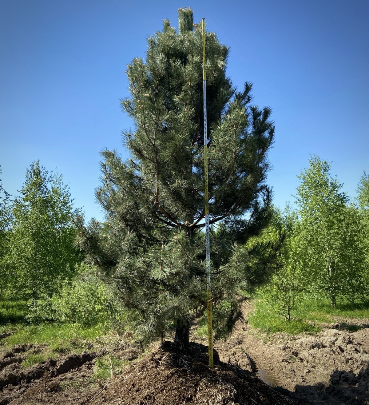 Сосна черная