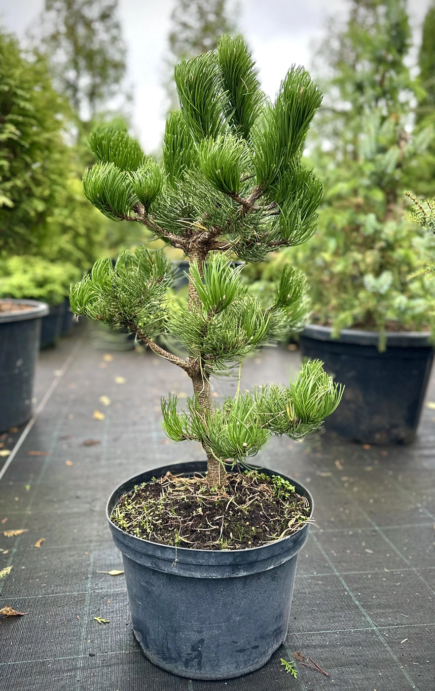 Сосна черная `Орегон Грин` `Oregon Green`