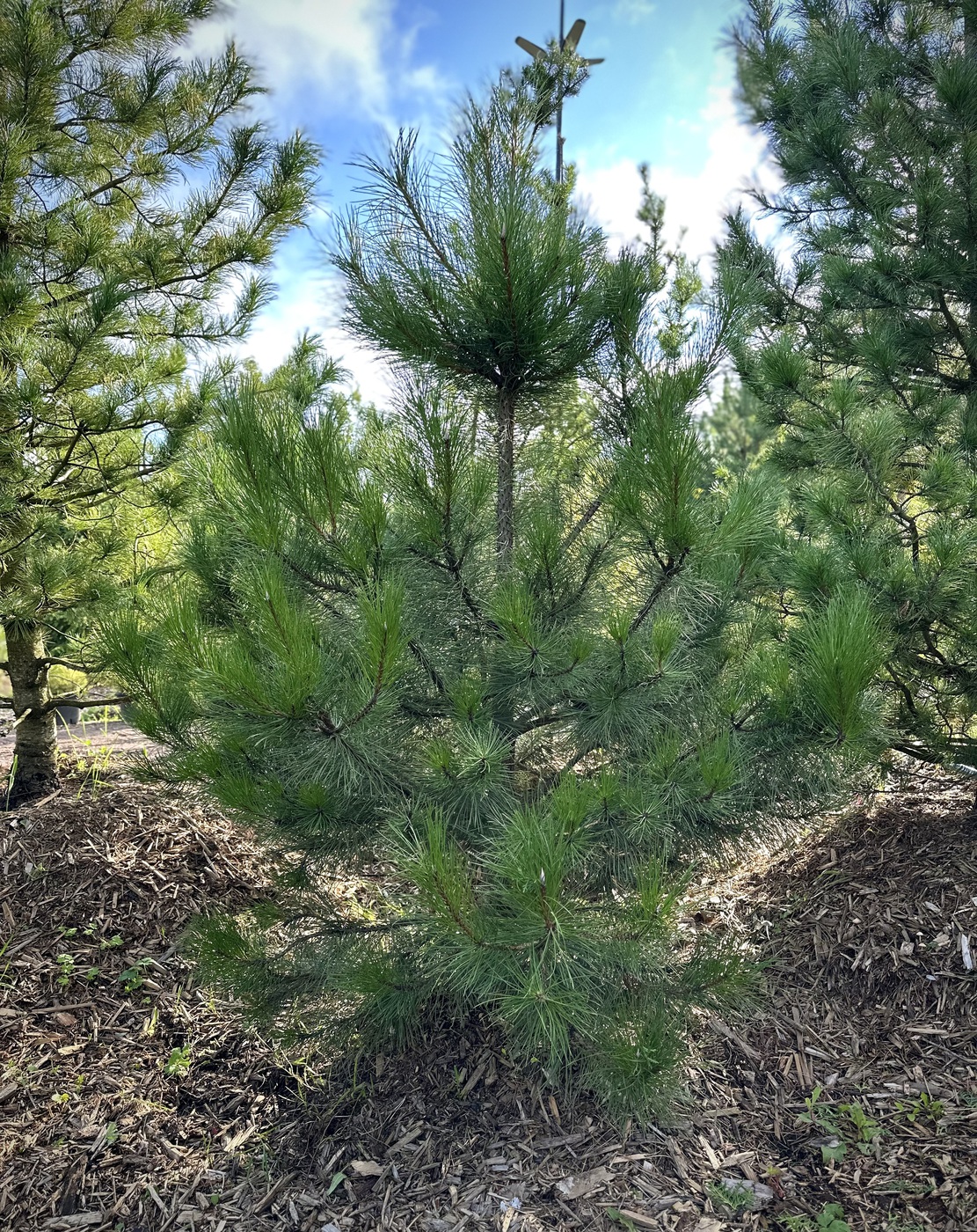 Сосна черная