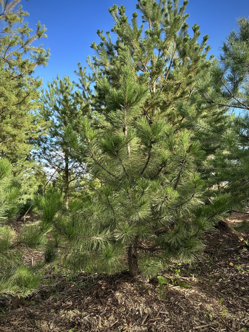 Сосна черная