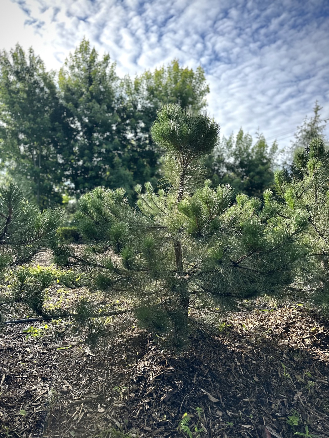 Сосна черная