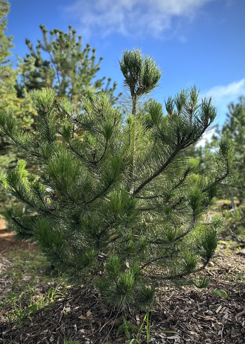 Сосна черная