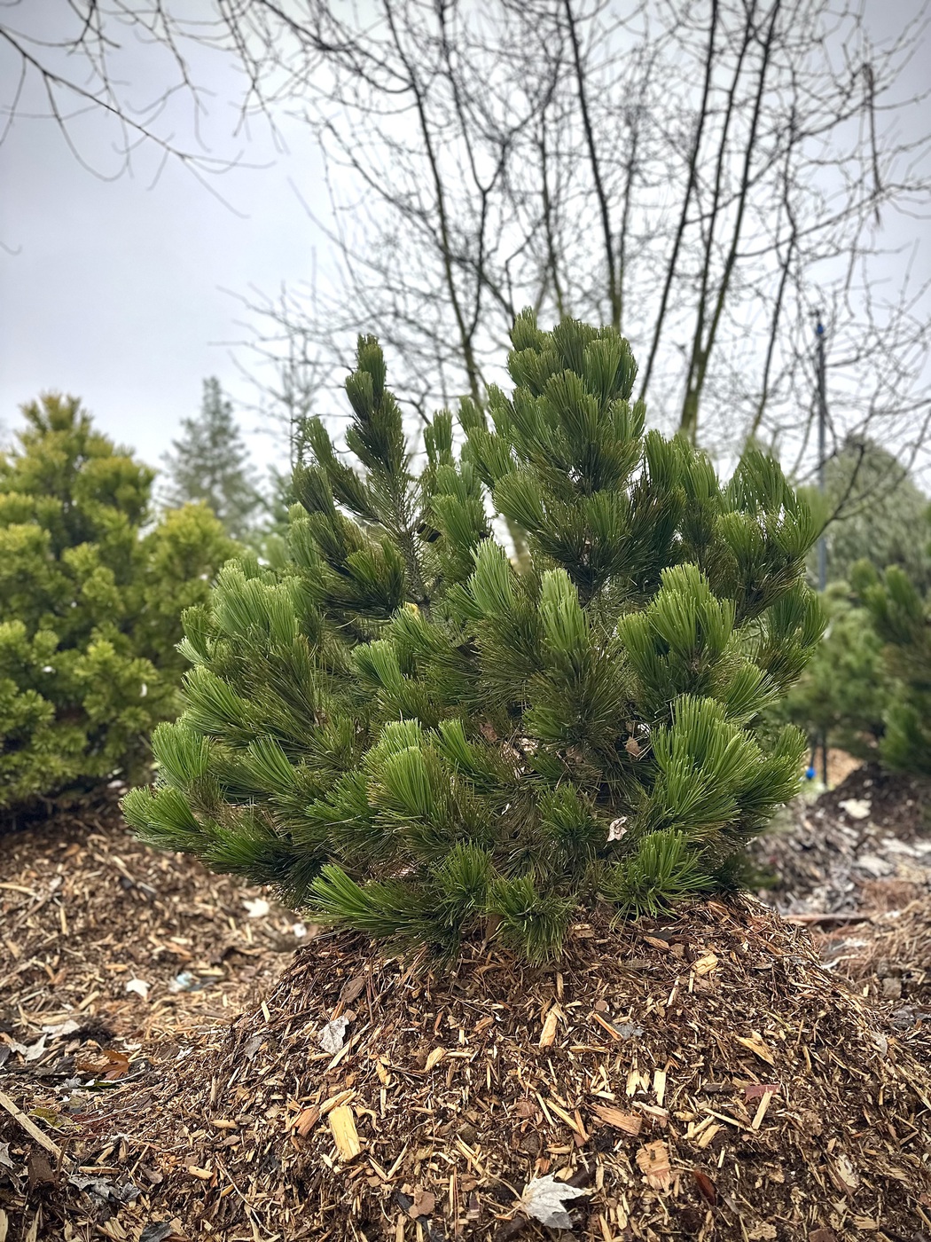 Сосна черная `Нана``Nana`