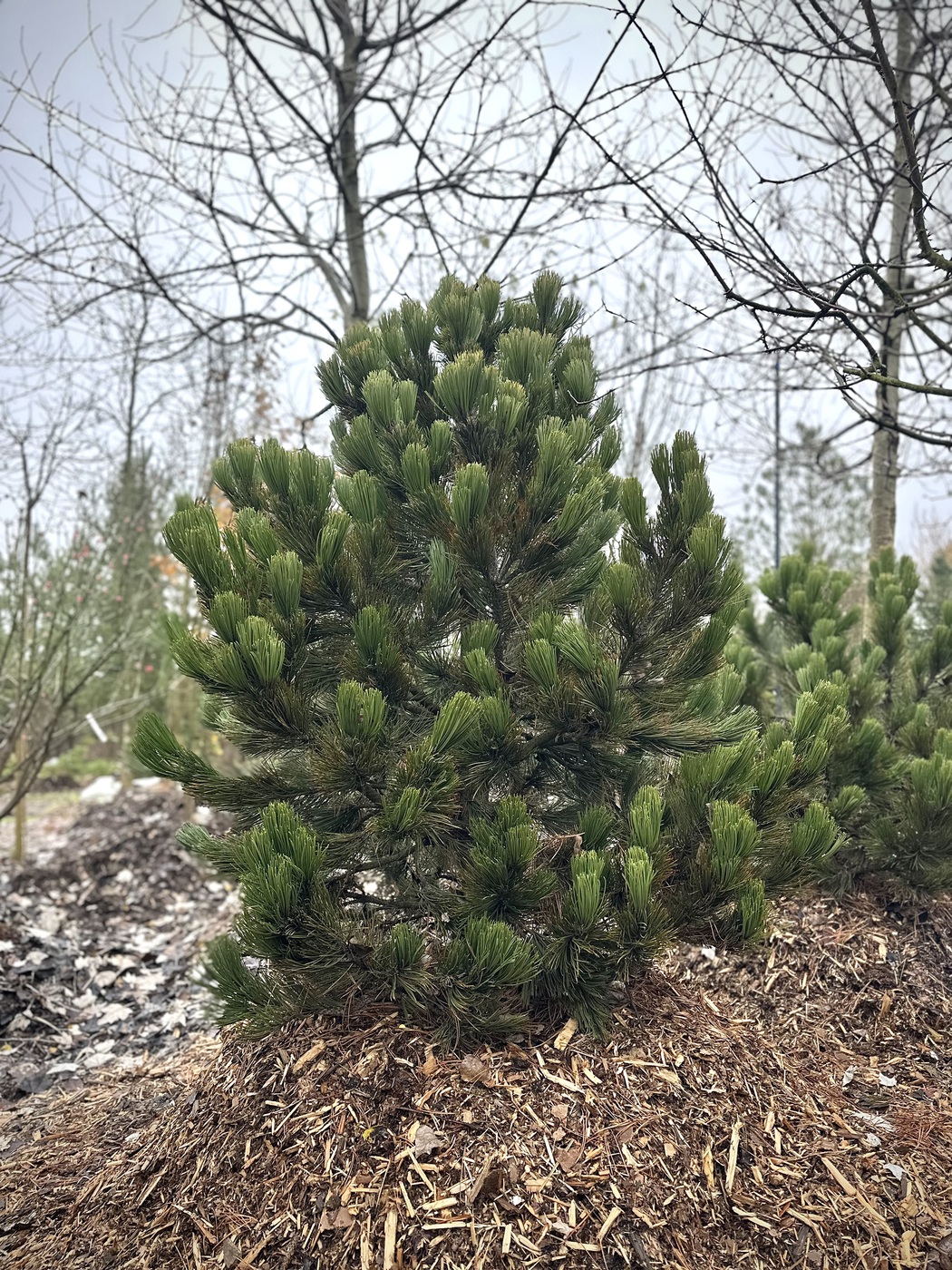 Сосна черная `Нана``Nana`