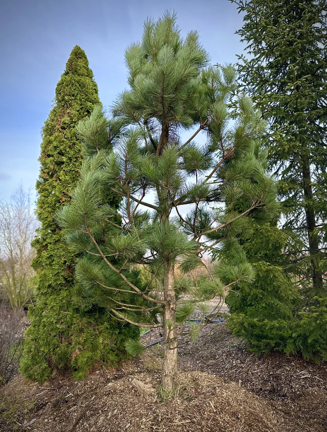 Сосна черная