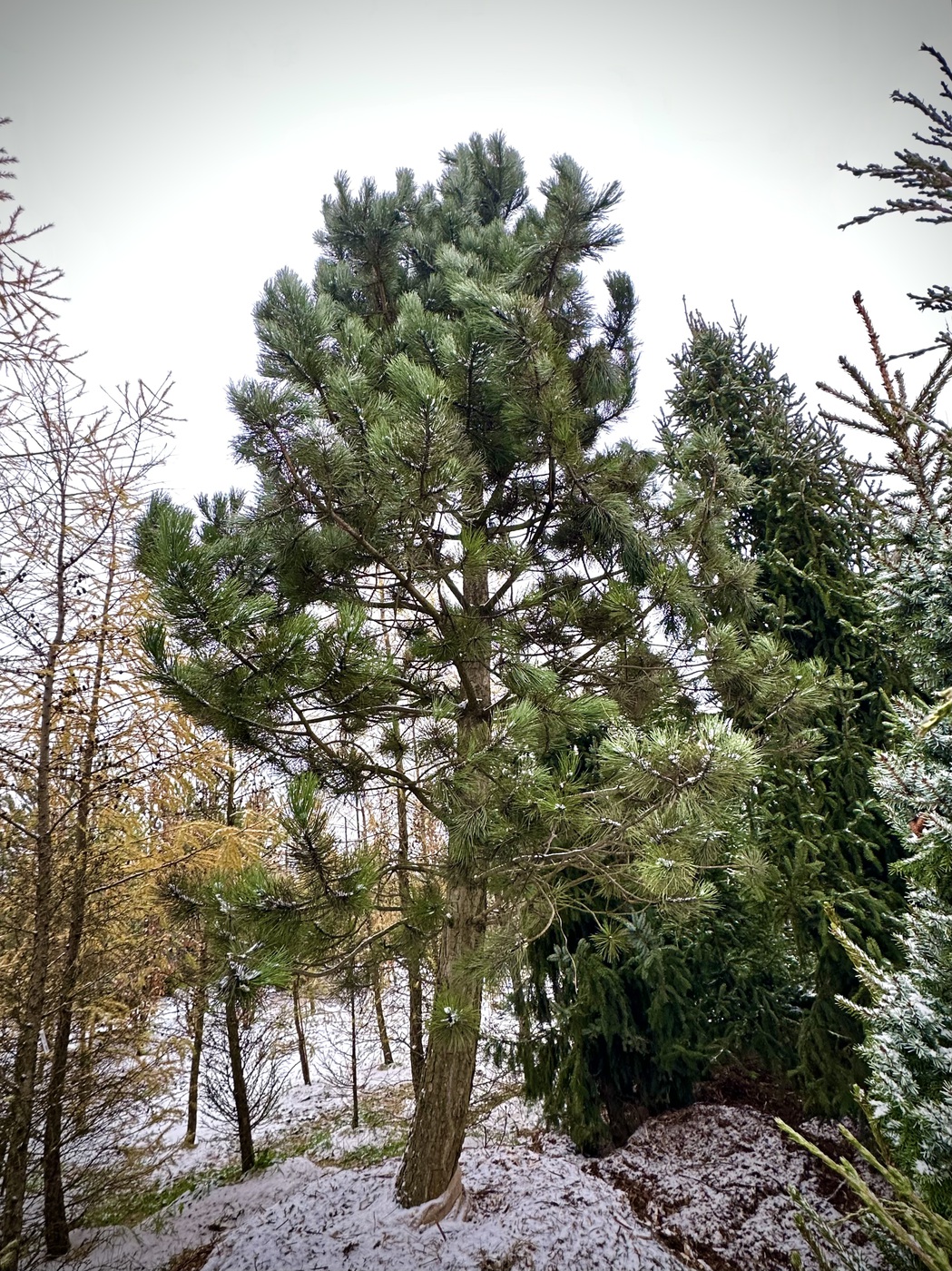 Сосна черная