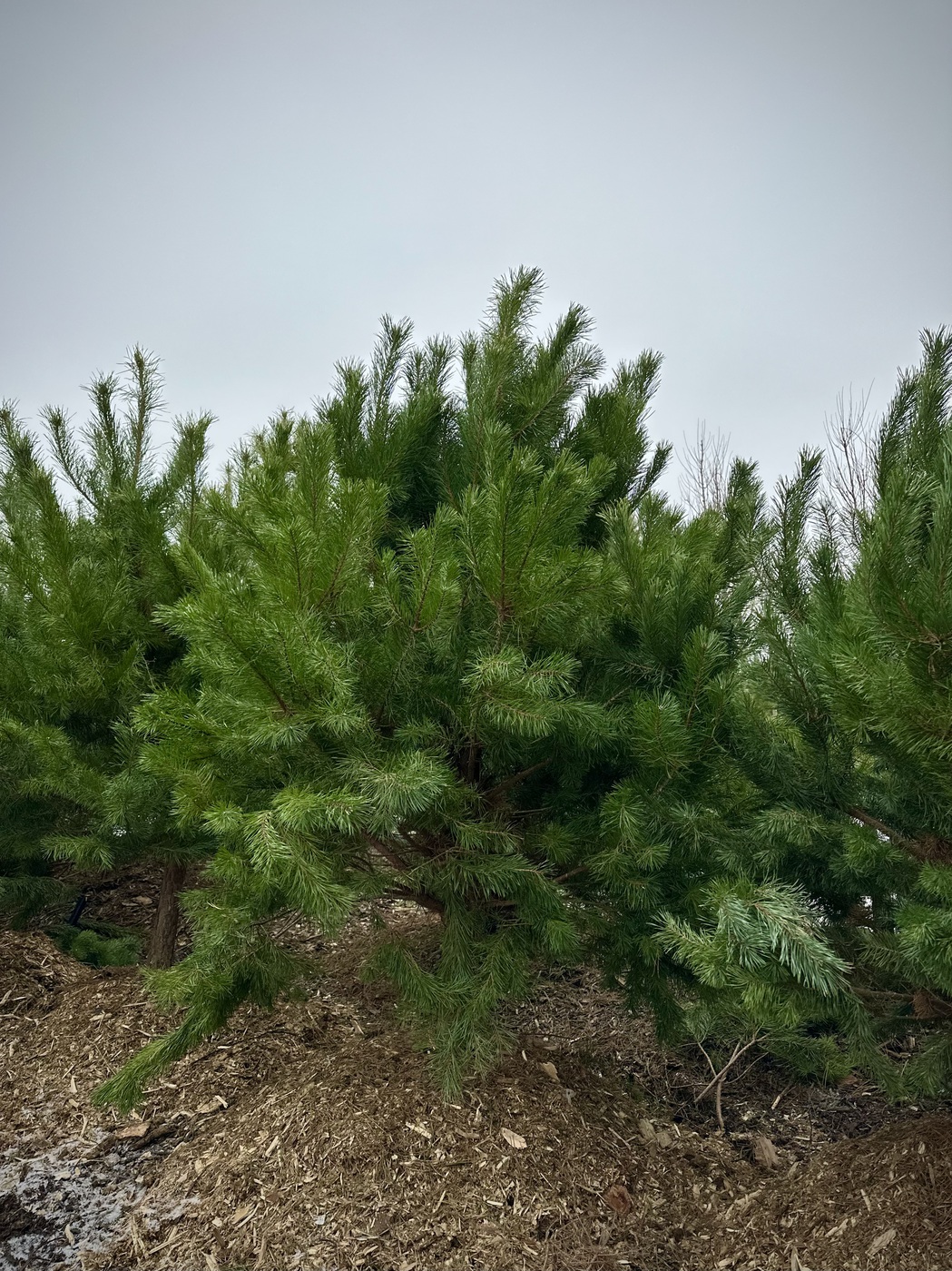 Сосна черная