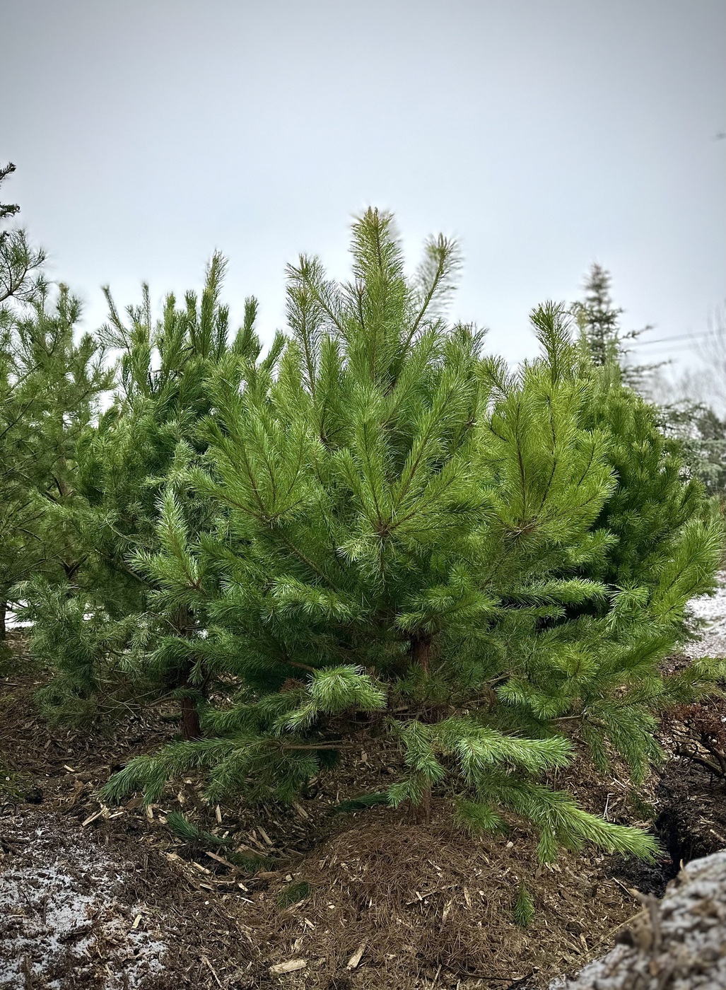 Сосна черная