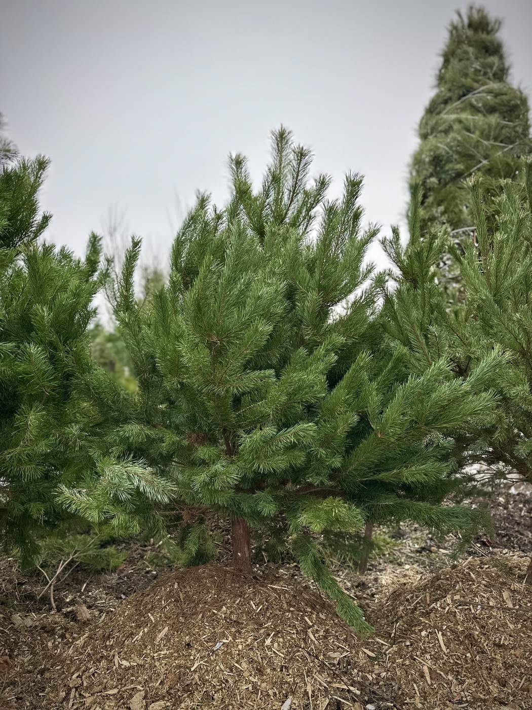 Сосна черная