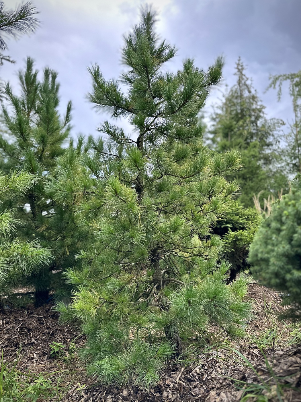 Сосна кедровая сибирская (Pinus sibirica)