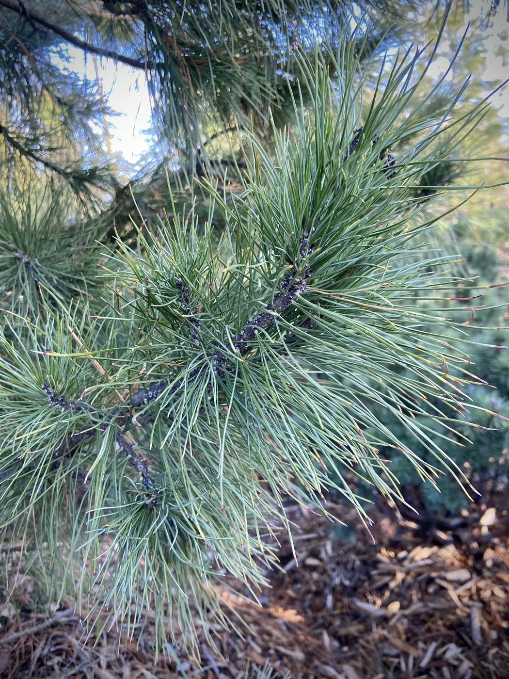 Сосна кедровая сибирская (Pinus sibirica)
