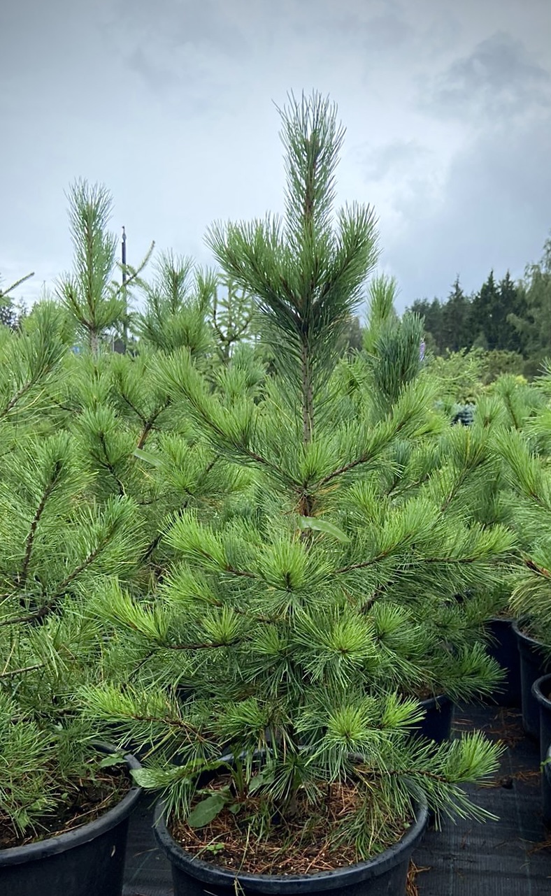 Сосна кедровая сибирская