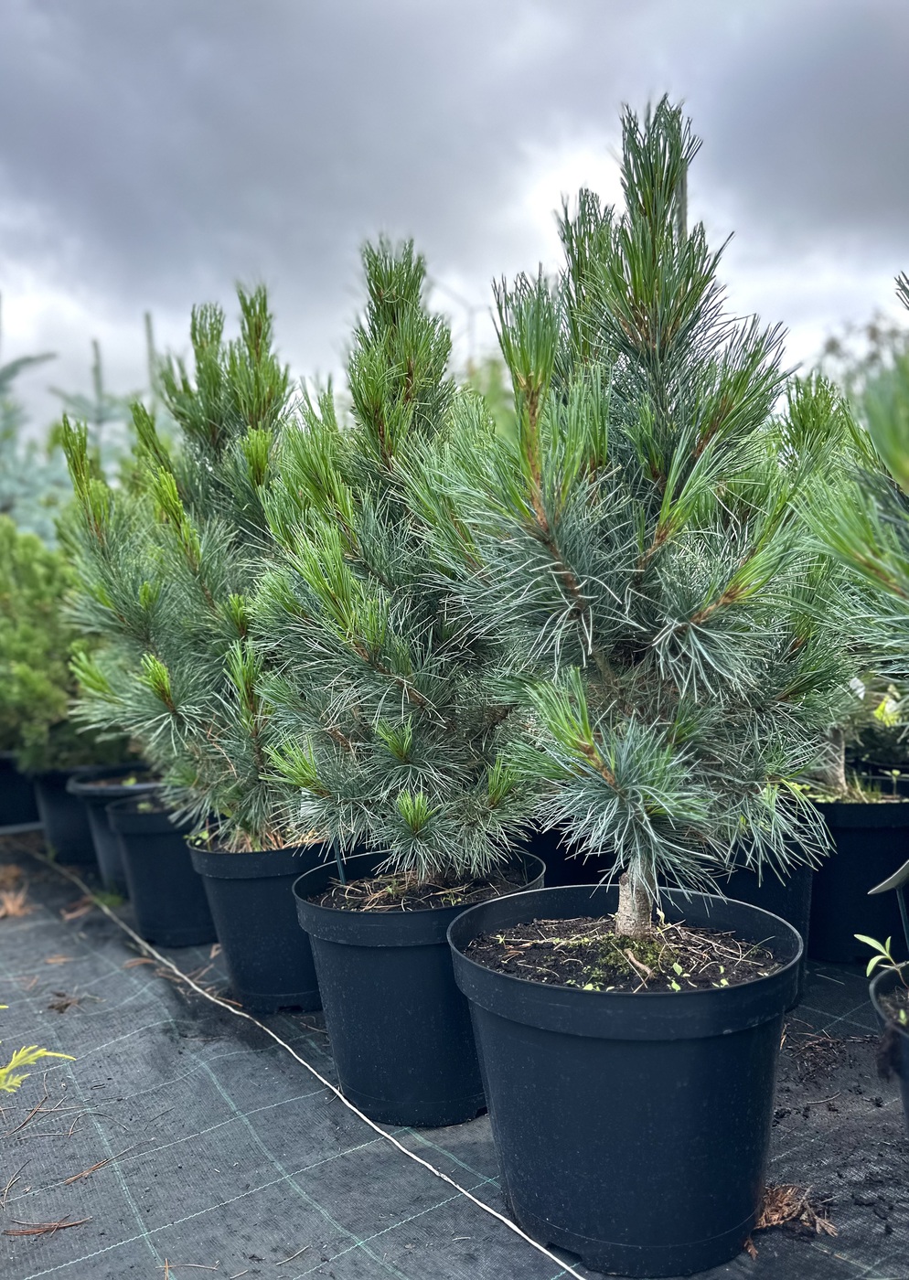 Сосна кедровая европейская `Глаука` `Glauca`