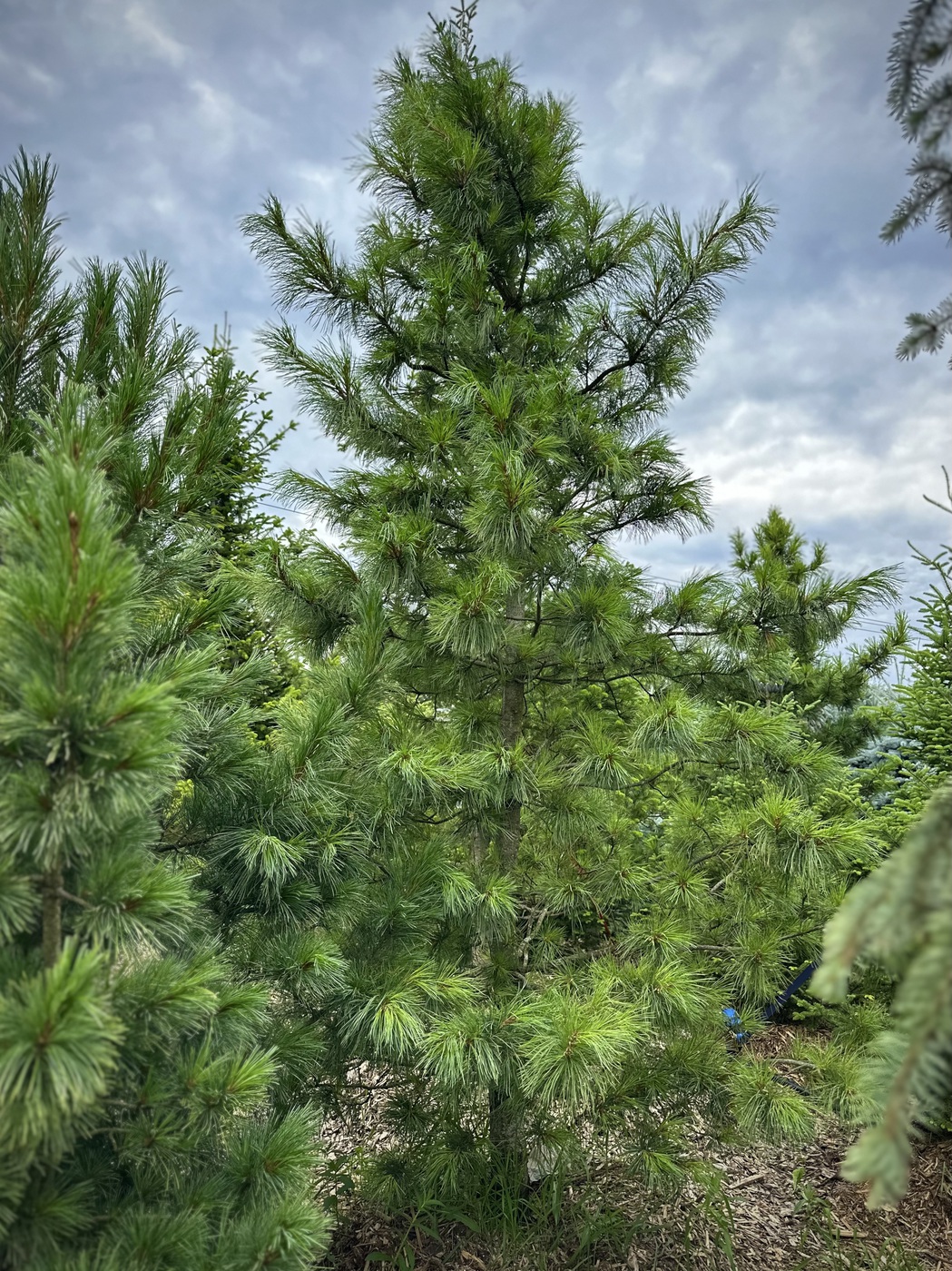 Сосна кедровая сибирская