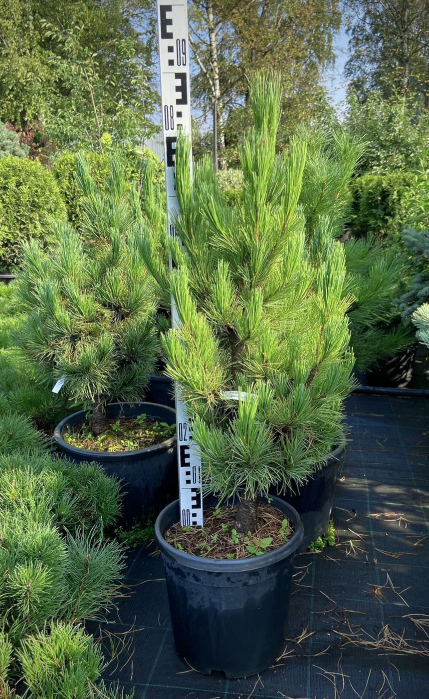 Сосна кедровая `Компакта Глаука``Compacta Glauca`