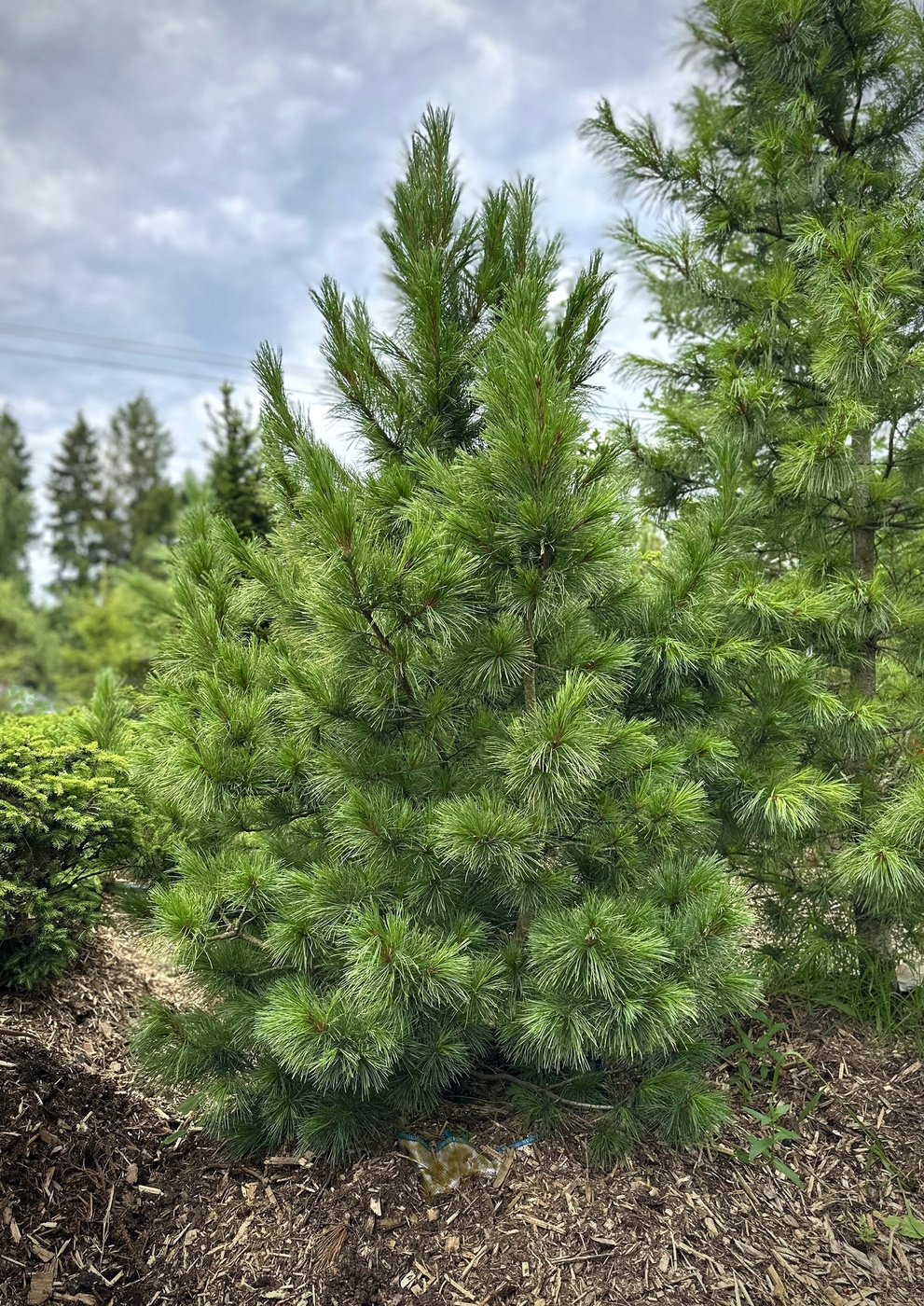 Сосна кедровая европейская