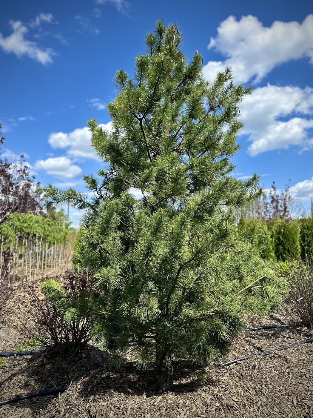 Сосна кедровая сибирская