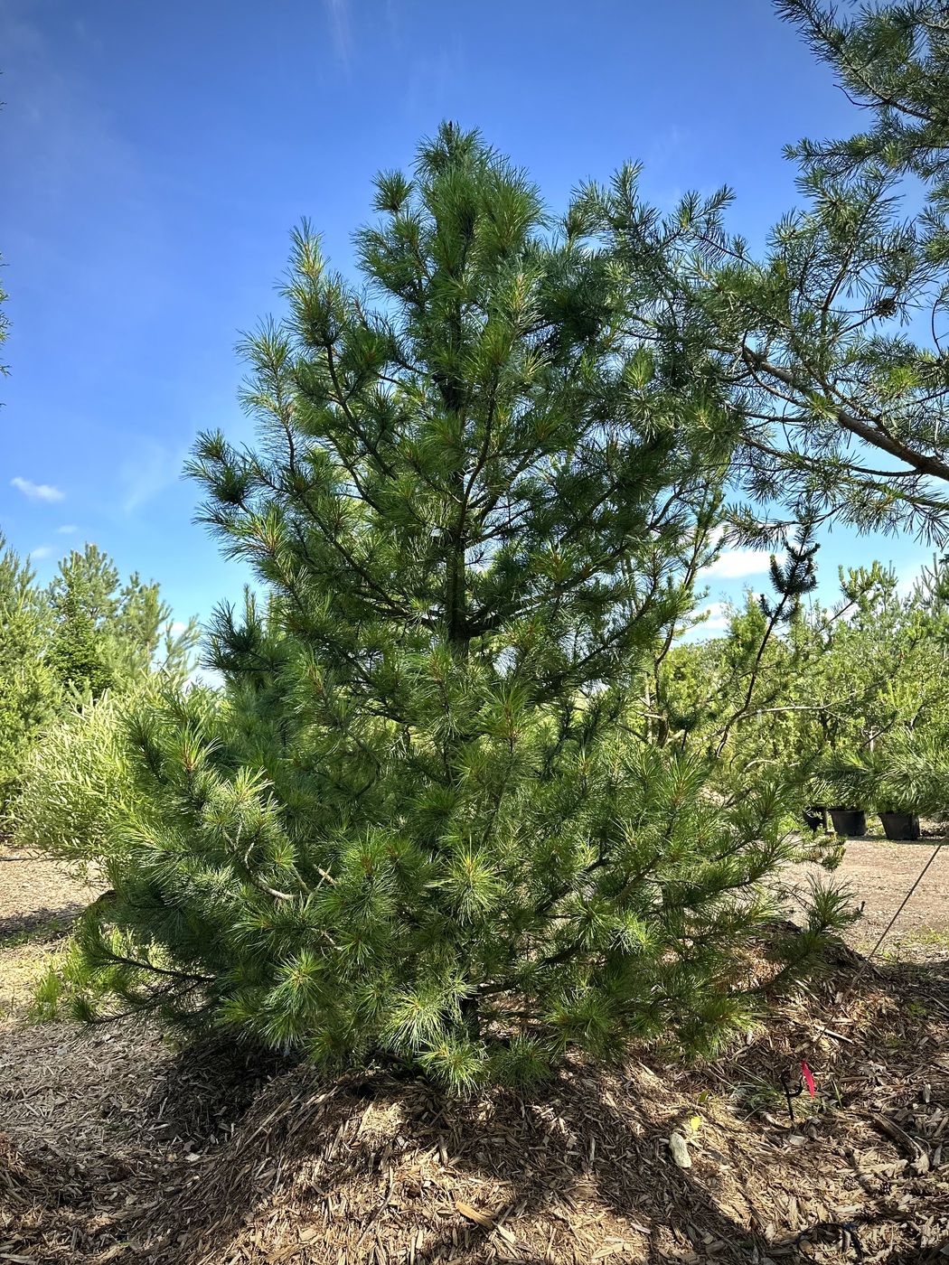 Сосна кедровая сибирская (Pinus sibirica)