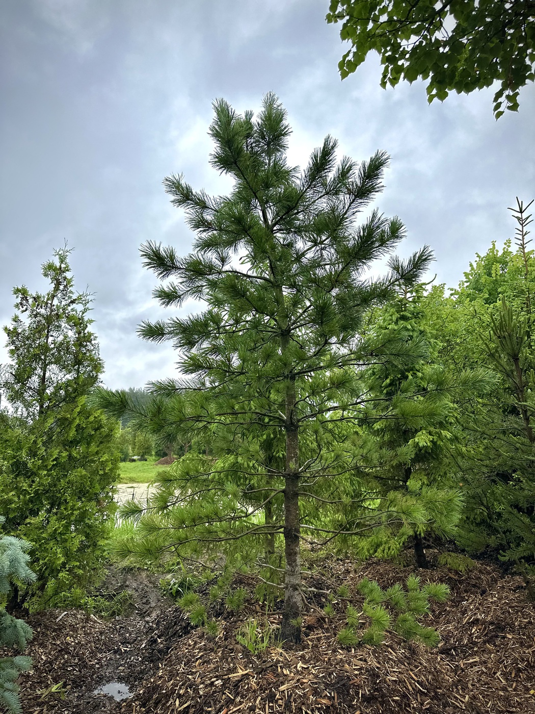 Сосна кедровая сибирская (Pinus sibirica)