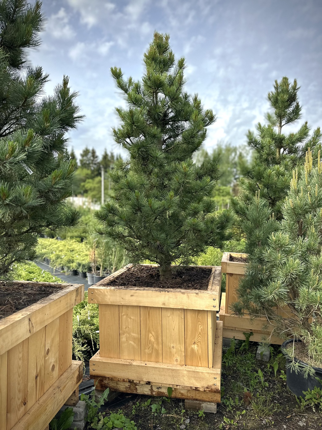 Сосна кедровая европейская `Цембра` `Cembra`