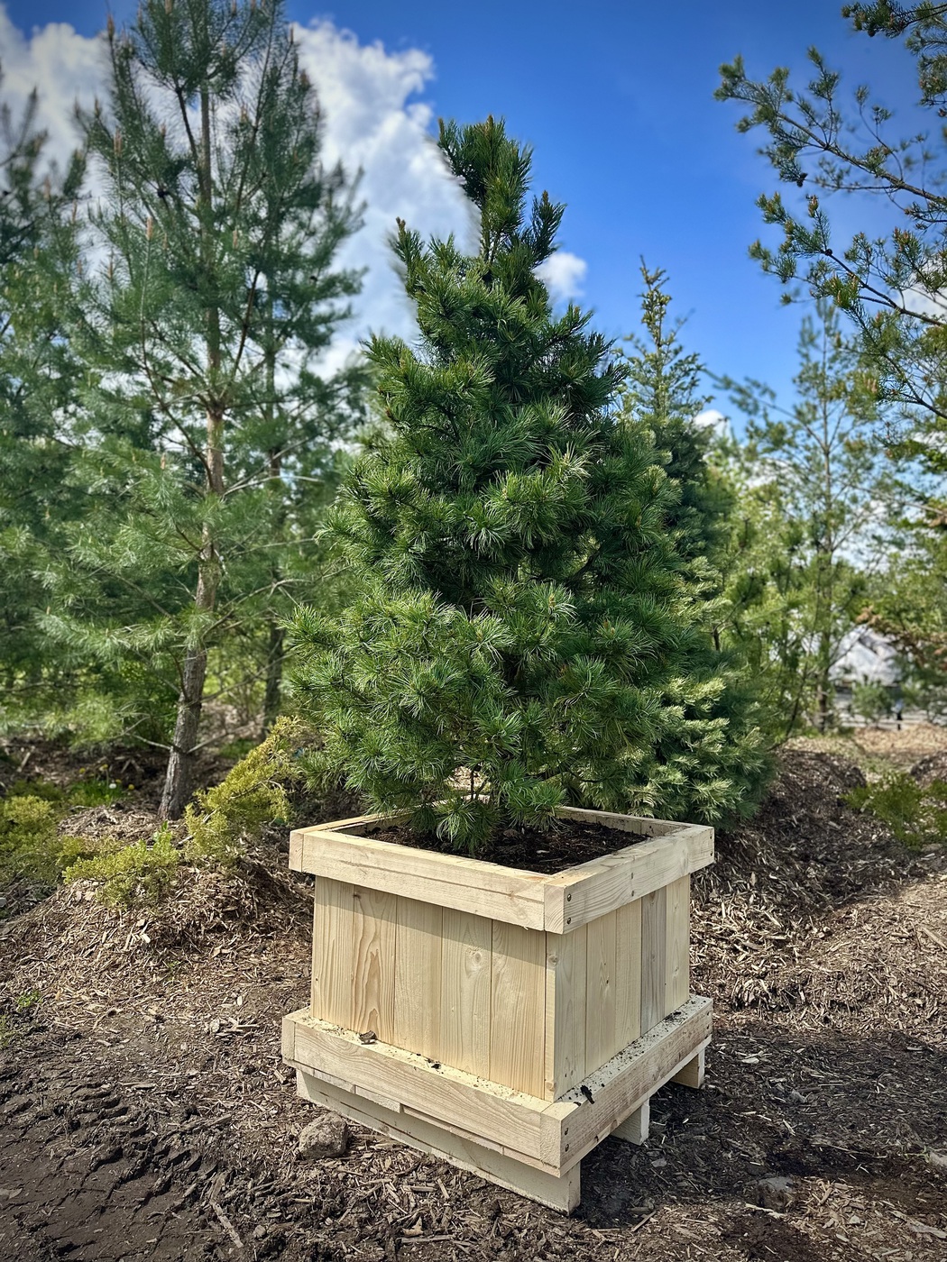 Сосна кедровая европейская `Цембра` `Cembra`