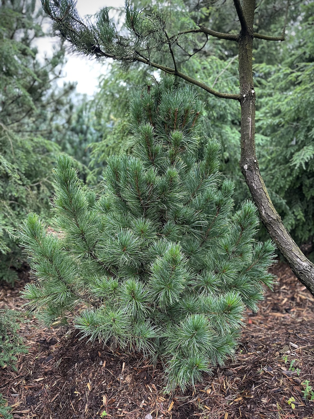 Сосна кедровая европейская