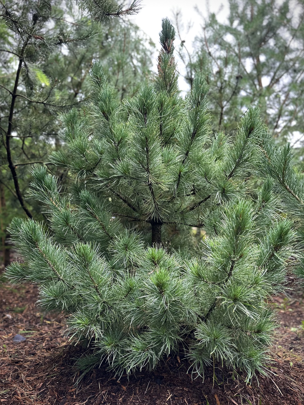 Сосна кедровая европейская