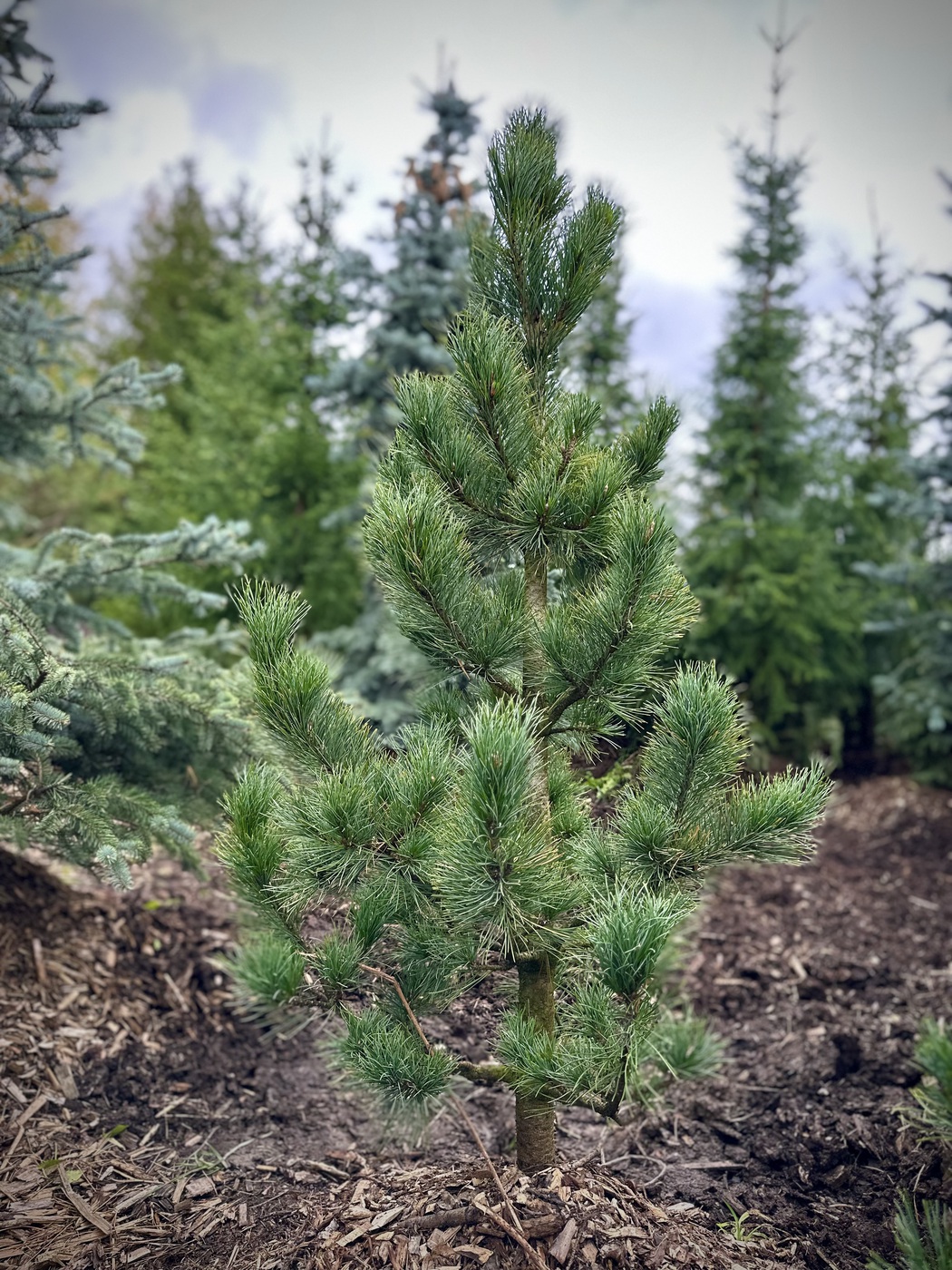 Сосна кедровая европейская `Цембра` `Cembra`