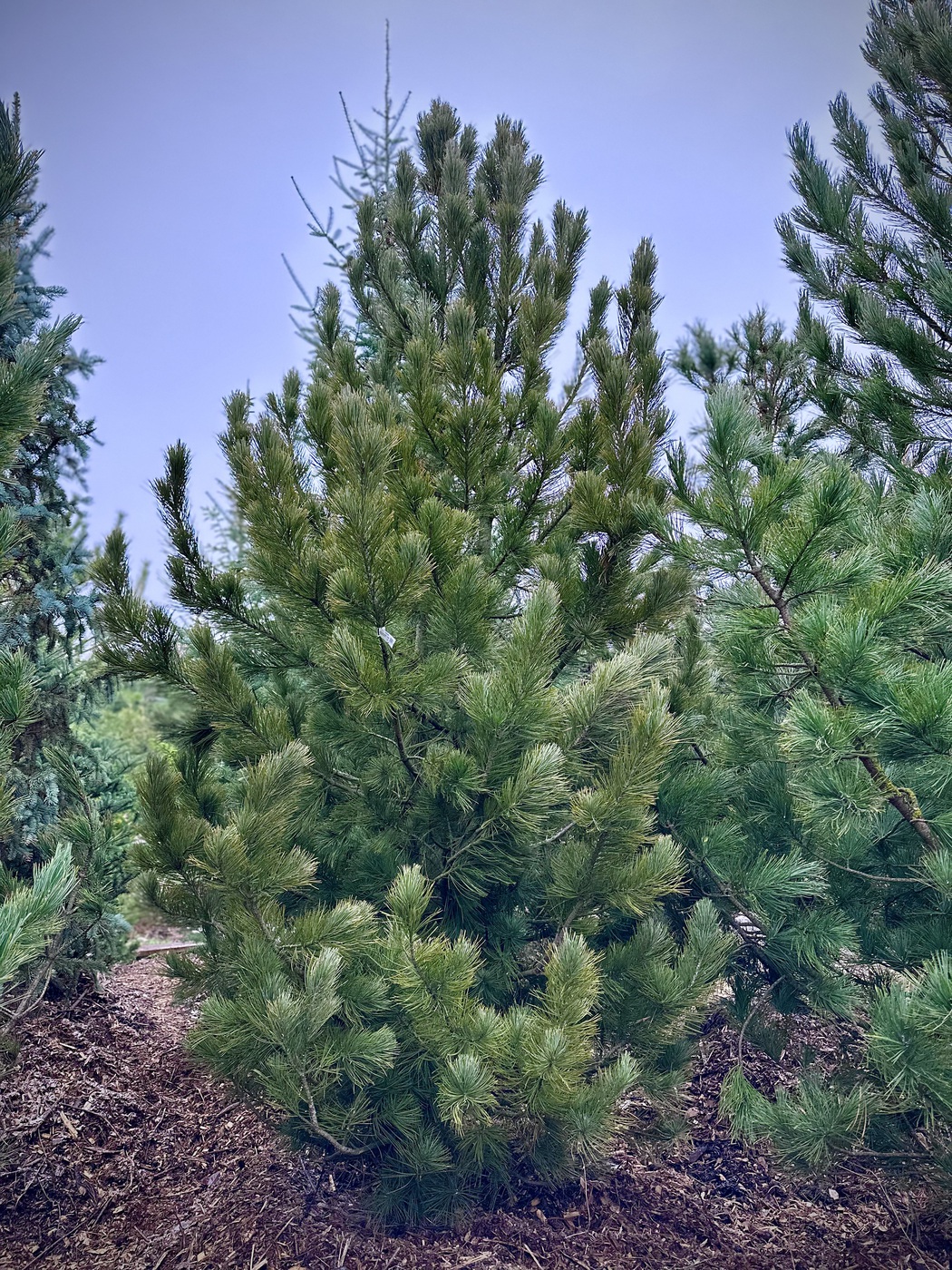 Сосна кедровая европейская 2ST