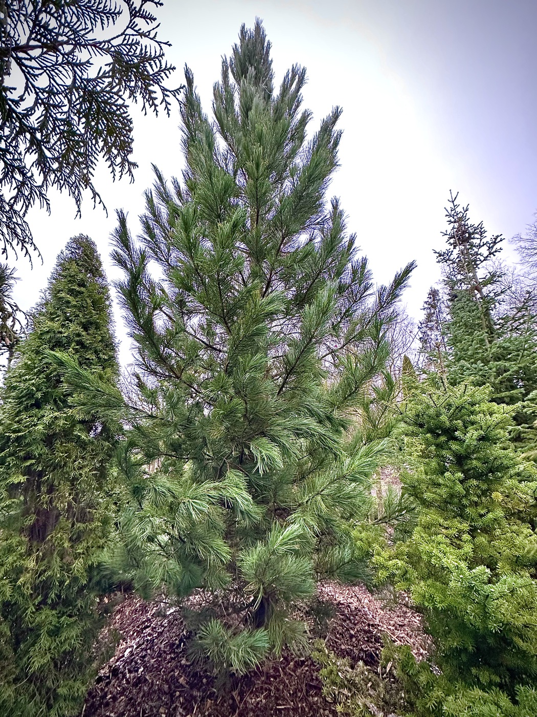 Сосна кедровая европейская 3ST