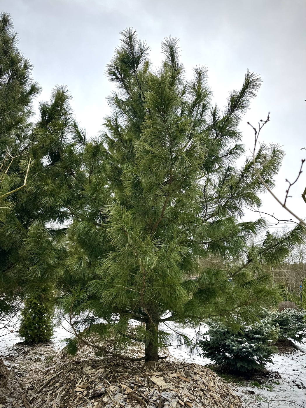 ♛Сосна кедровая сибирская (Pinus sibirica) (Н300-325 см) WRB 1Л