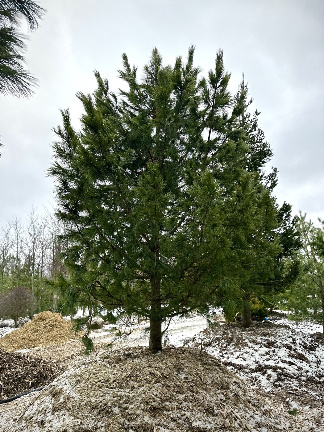 Сосна кедровая сибирская (Pinus sibirica)