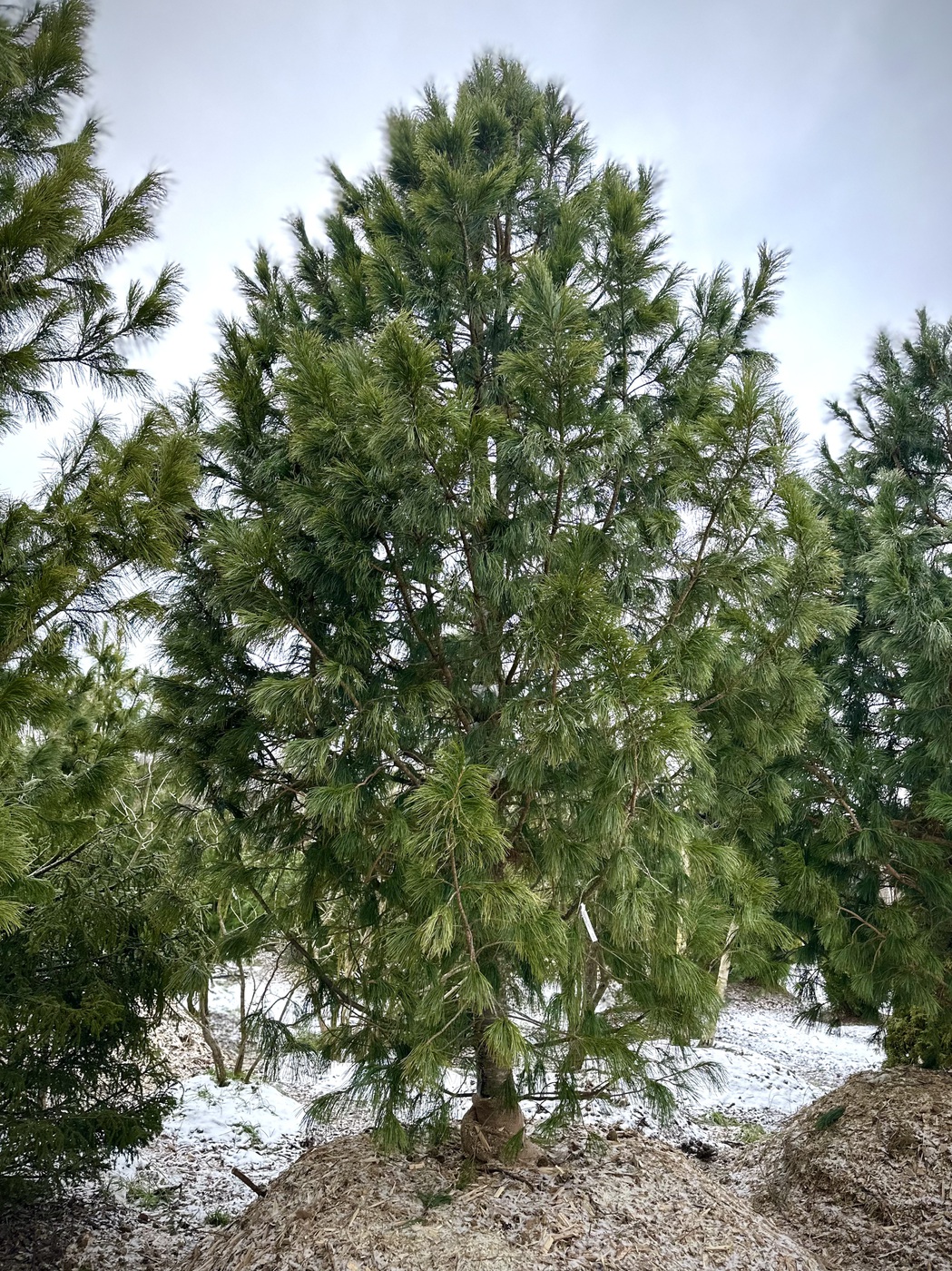Сосна кедровая сибирская (Pinus sibirica)