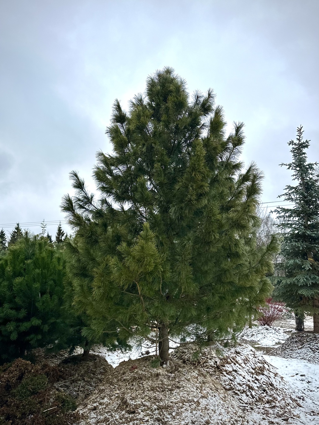 Сосна кедровая сибирская (Pinus sibirica)