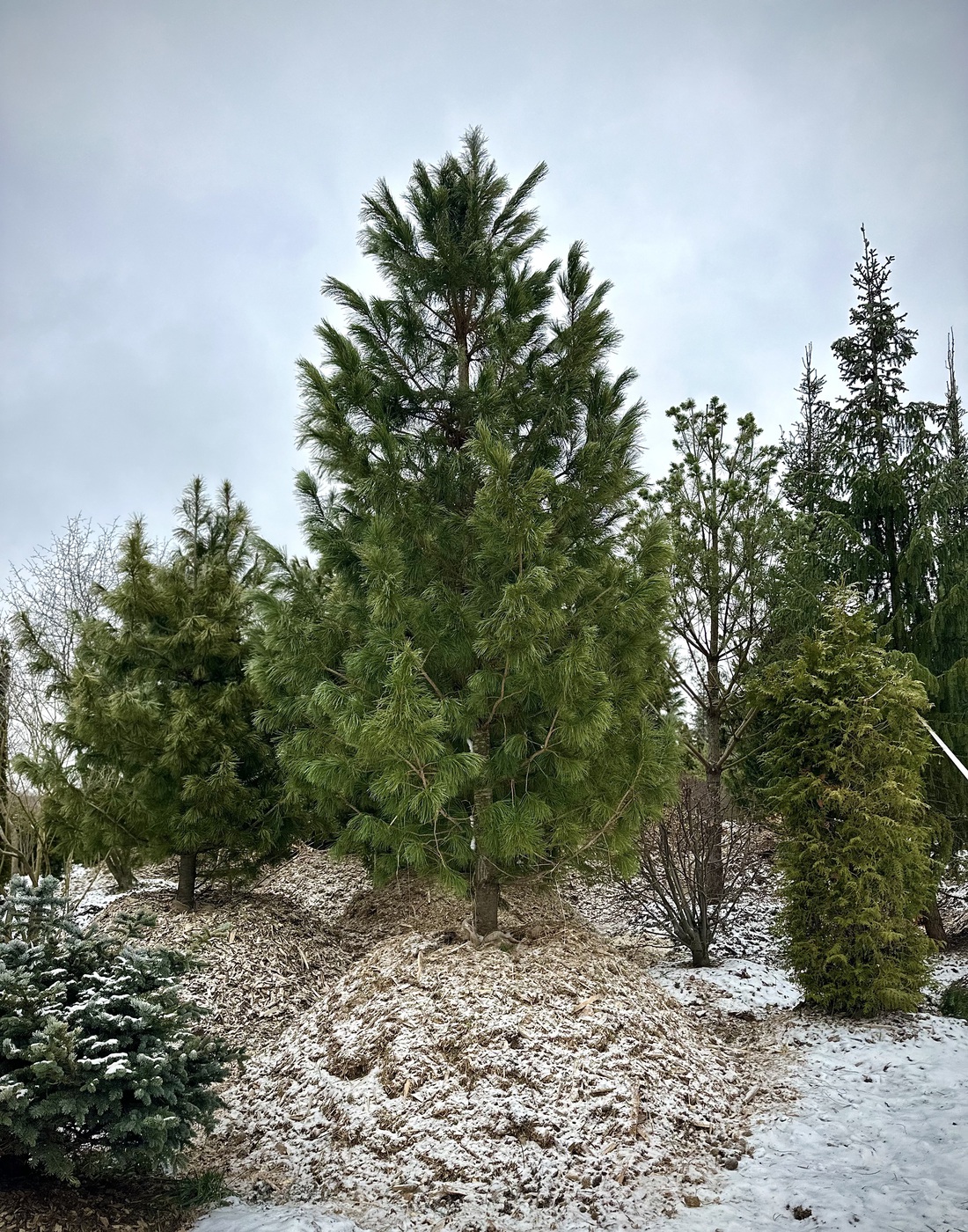 Сосна кедровая сибирская (Pinus sibirica)