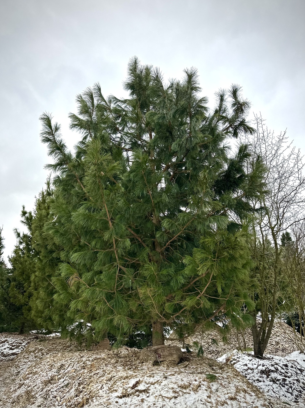 Сосна кедровая сибирская (Pinus sibirica) — изображение 2