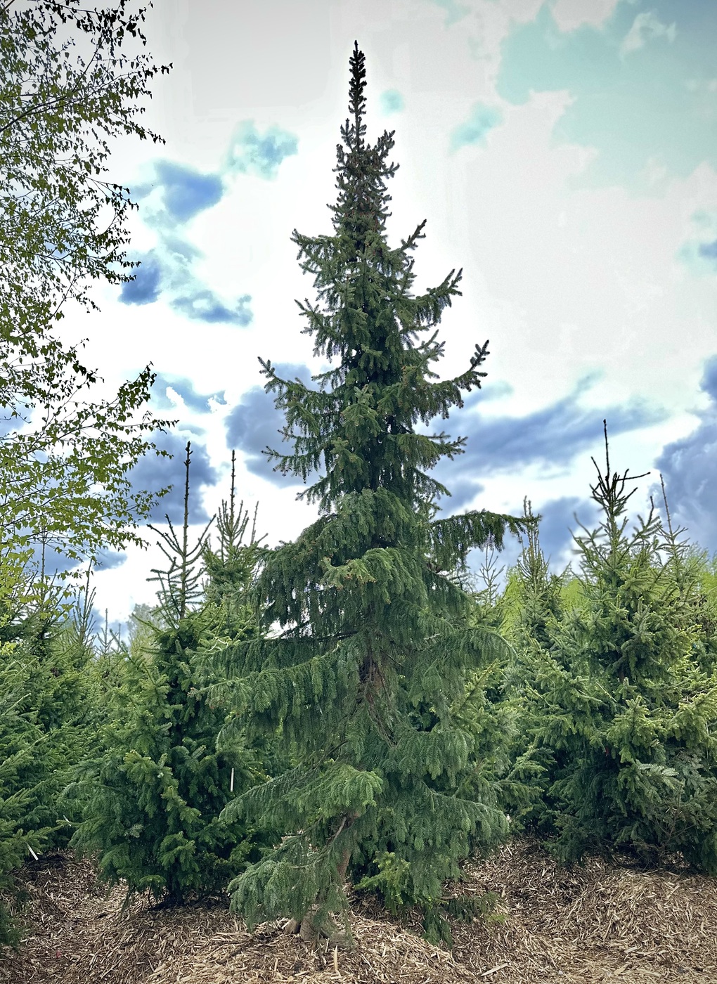 Ель сербская (Picea omorika)