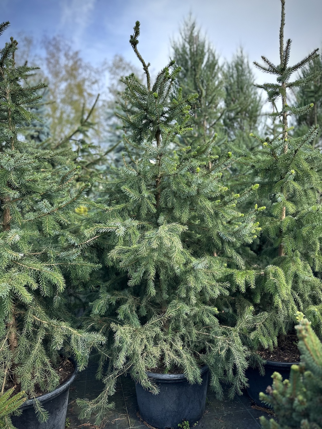 Ель сербская (Picea omorika)