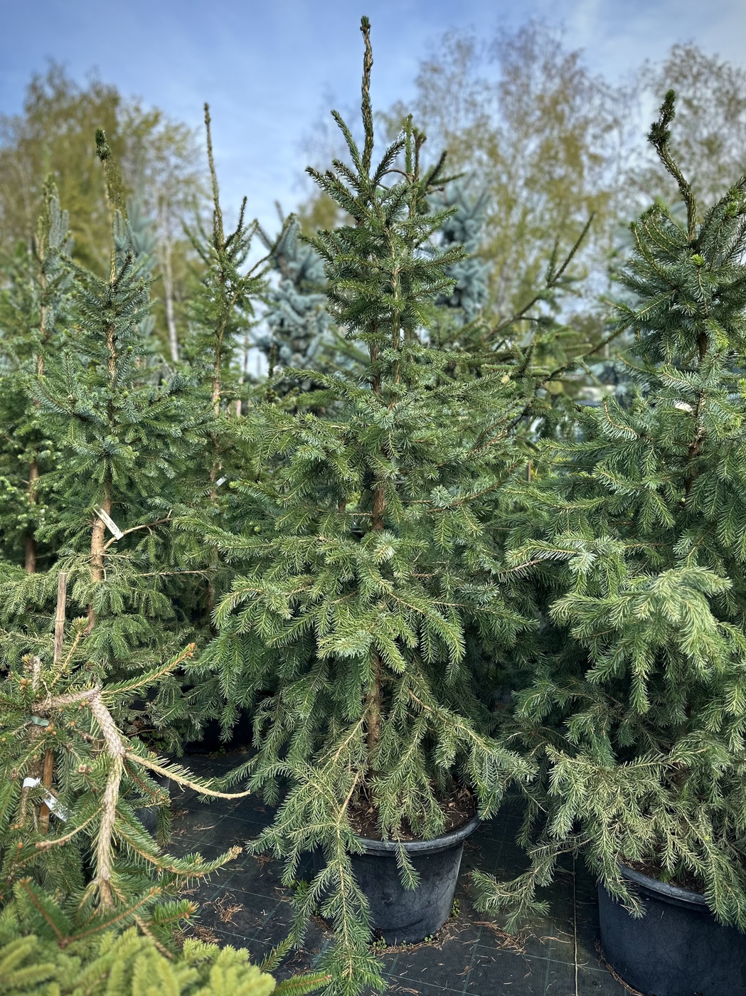 Ель сербская (Picea omorika)