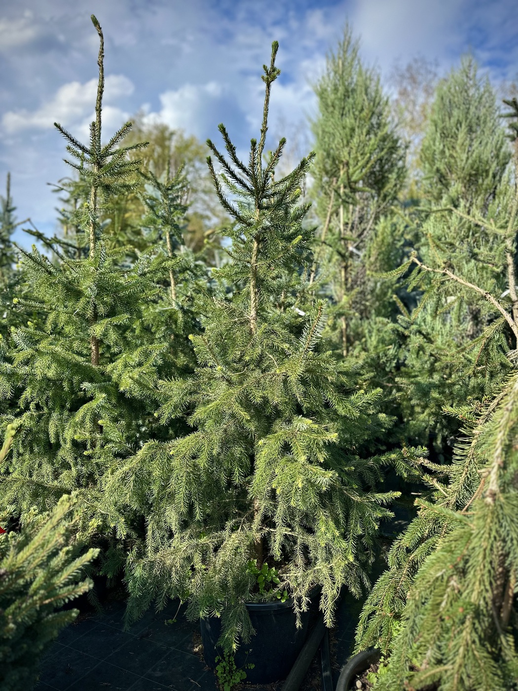Ель сербская (Picea omorika)