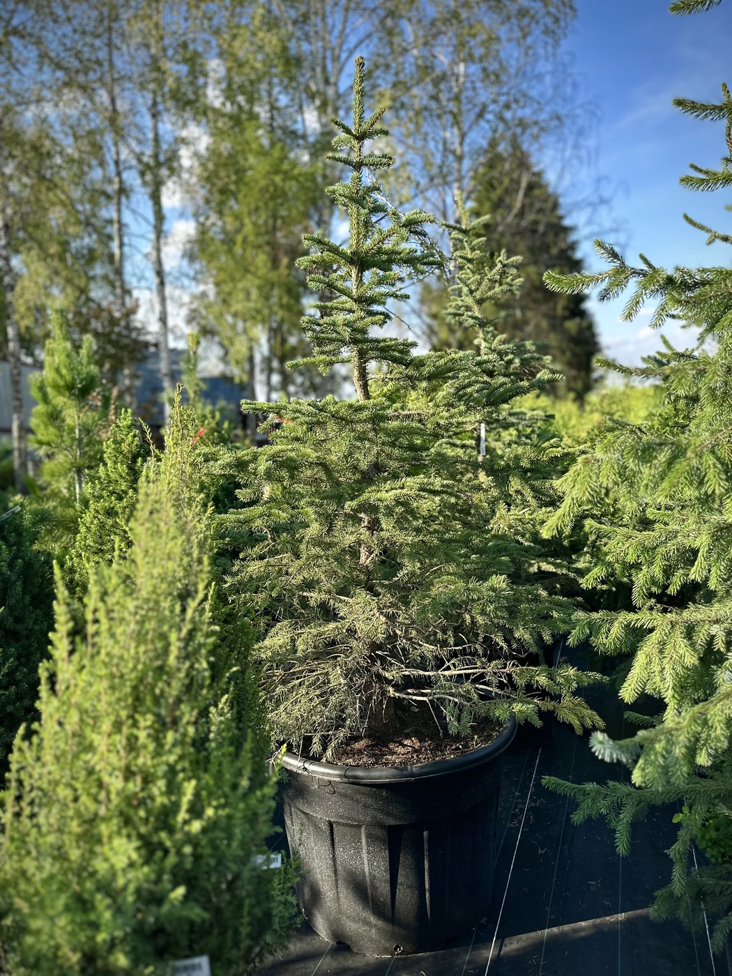 Ель сербская