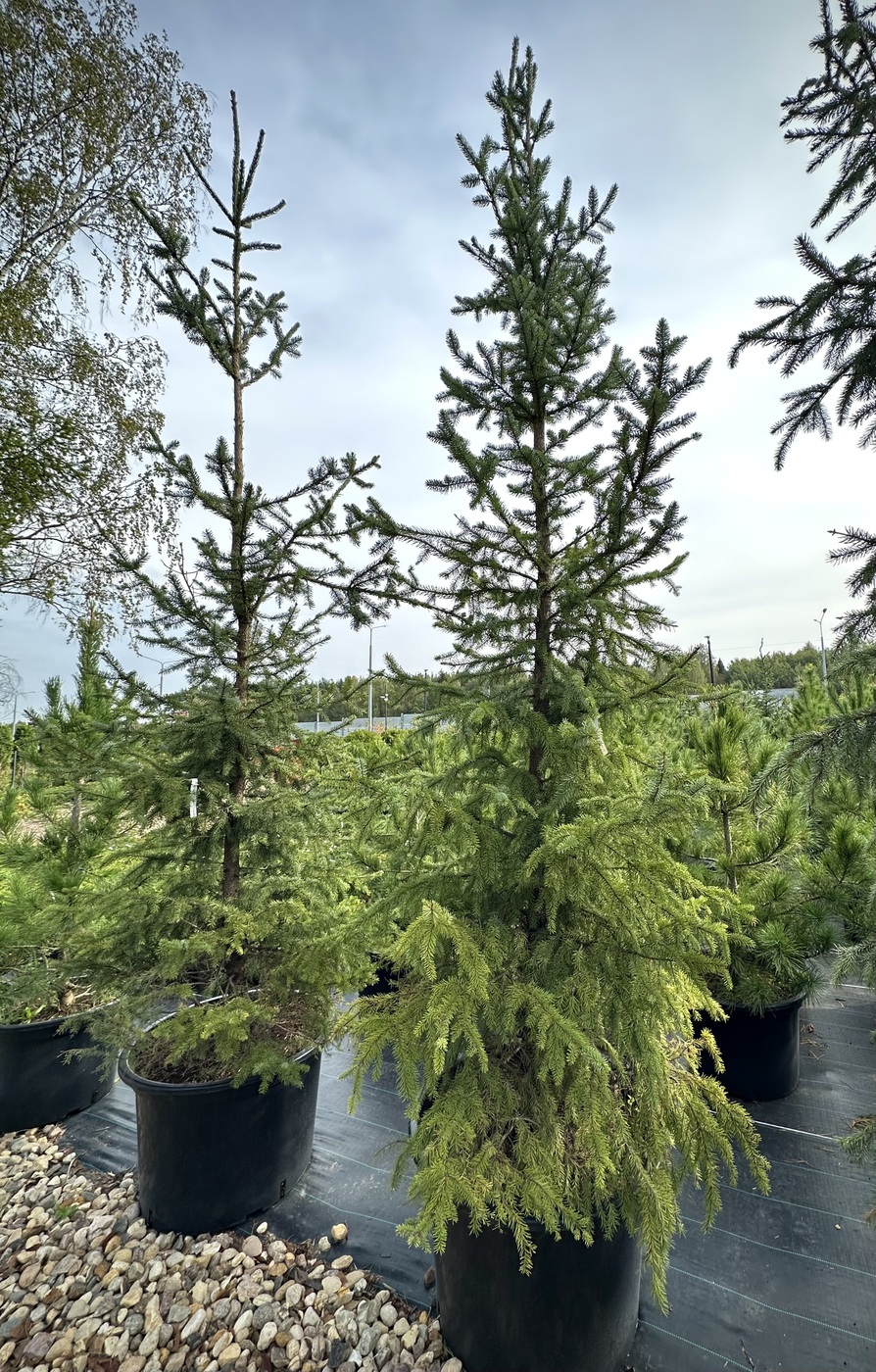 Ель сербская (Picea omorika)