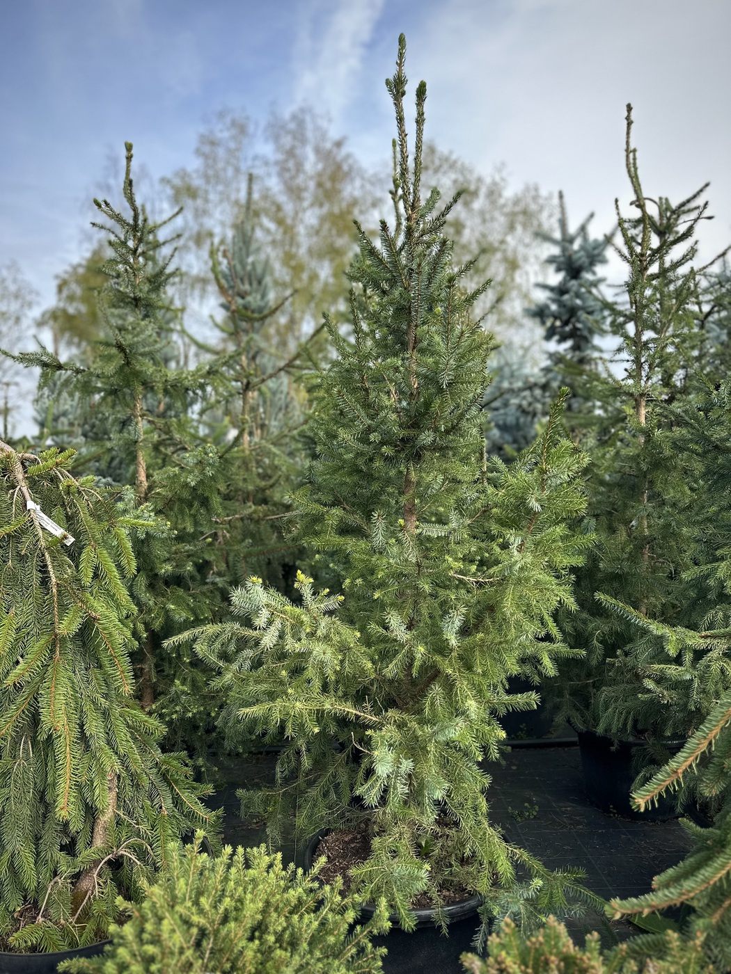 Ель сербская (Picea omorika)