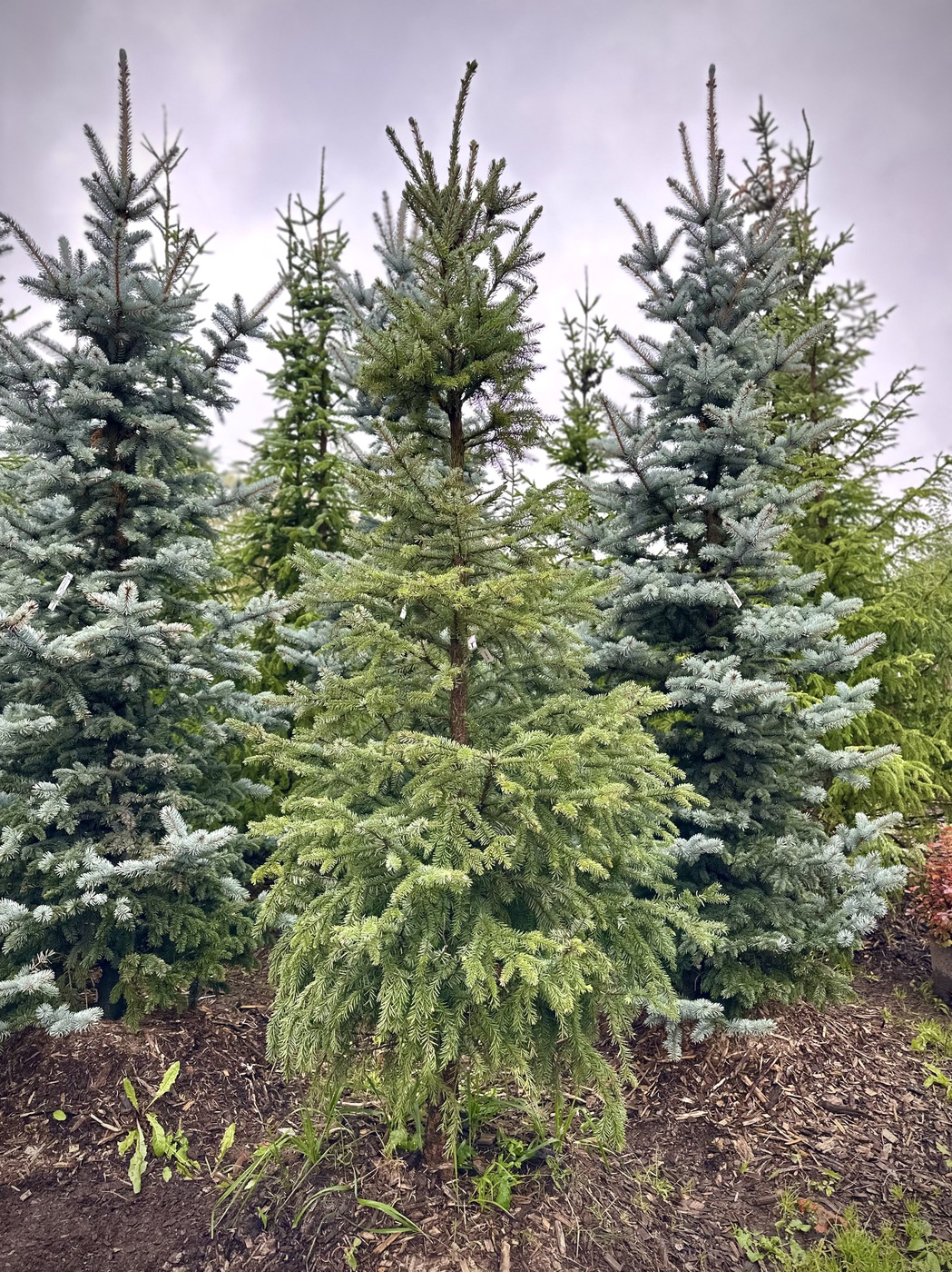 Ель сербская (Picea omorika)