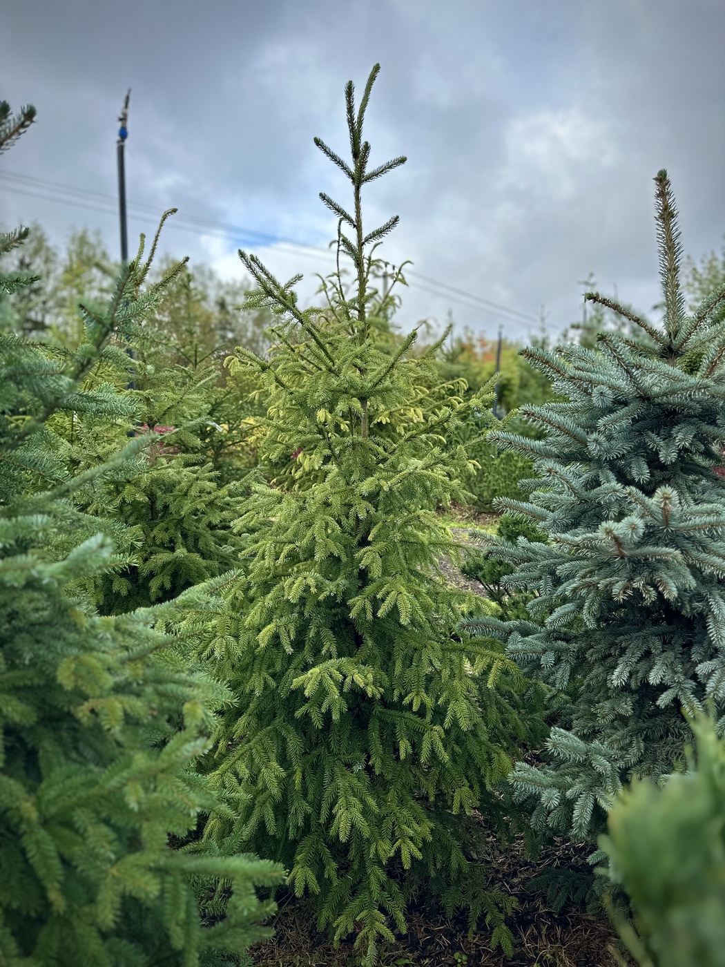 Ель сербская (Picea omorika)