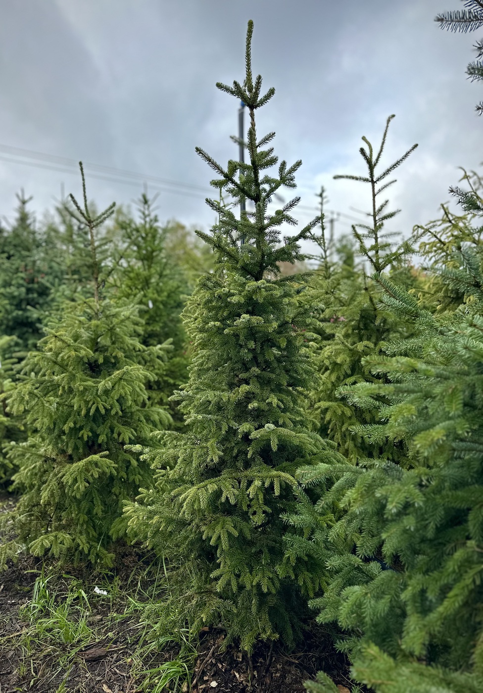 Ель сербская (Picea omorika)
