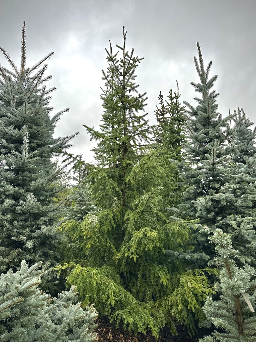 Ель сербская (Picea omorika)